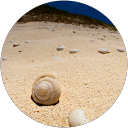 くまみ profile picture